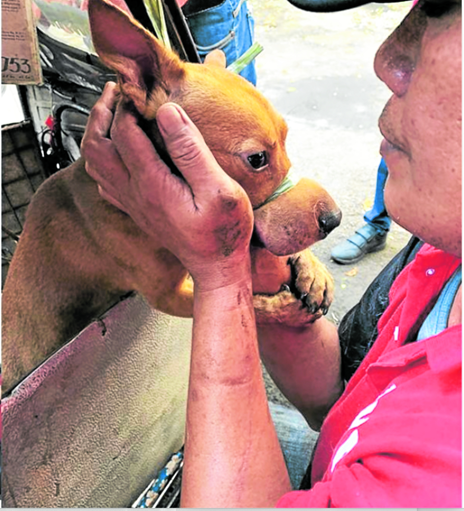 Animal Kingdom Foundation: Ending the cruel dog meat trade